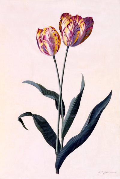 Tulp, ca. 1744 handgekleurde gravure door "Georg Dionysius Ehret