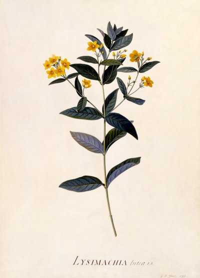 Gele Wederik, c.1760 door Georg Dionysius Ehret