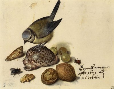 Stilleven met pimpelmees, schelpen, fruit en insecten, 1629 door Georg Flegel