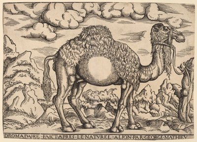 Een Dromedaris door Georg Mattheus