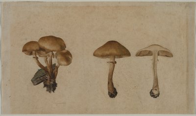 Paddenstoelen door Georg Wilhelm Baurenfeind