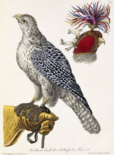 Valkenjacht, plaat 3, uit "Deliciae Naturae Selectae" door Georg Wolfgang Knorr