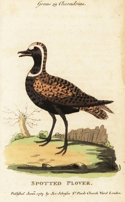 Amerikaanse goudplevier of gevlekte plevier, Pluvialis dominica door George (after) Edwards