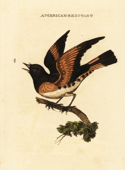 Amerikaanse roodstaart, Setophaga ruticilla door George (after) Edwards