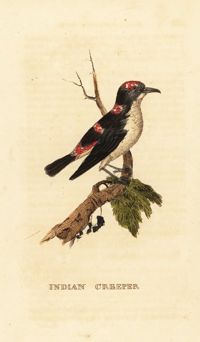 Amerikaanse boomkruiper, Certhia americana door George (after) Edwards