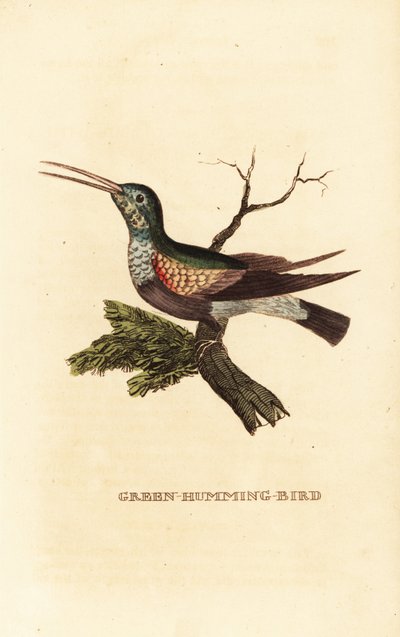 Zwartbuikkolibrie, Eupherusa nigriventris, vrouwtje door George (after) Edwards