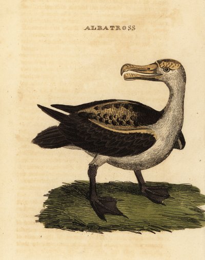 Wenkbrauwalbatros, Thalassarche melanophris door George (after) Edwards