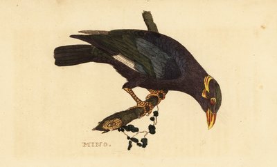 Kraagmyna, Acridotheres albocinctus door George (after) Edwards