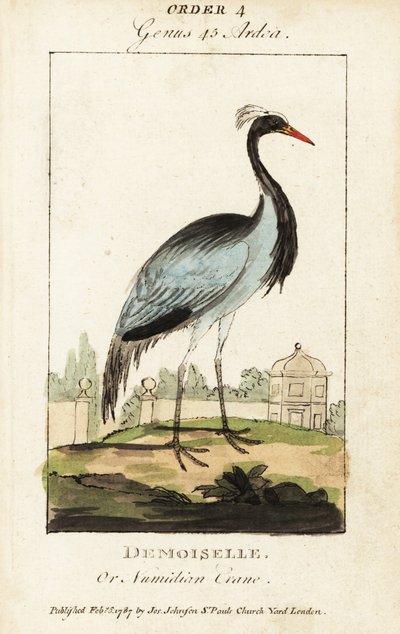 Demoiselle of Numidische kraanvogel, Grus virgo door George (after) Edwards