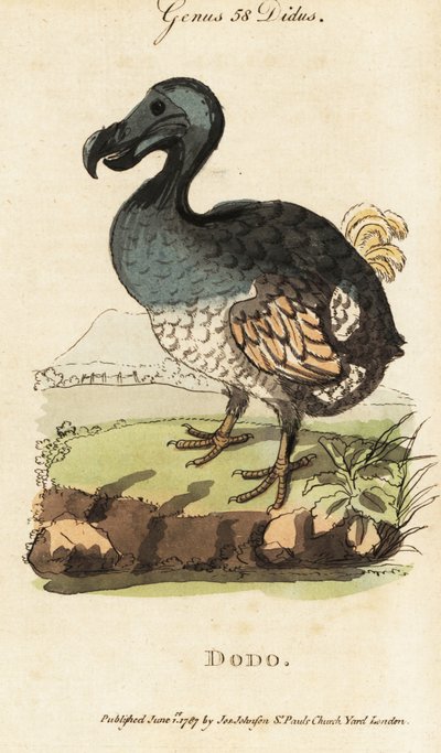 Uitgestorven dodo, Raphus cucullatus (Didus ineptus) door George (after) Edwards