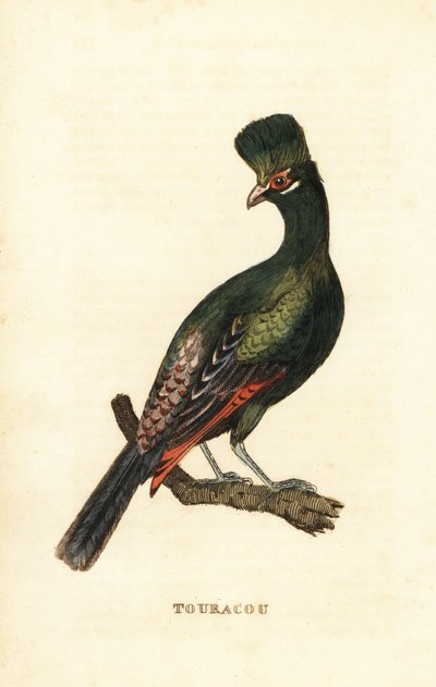 Guineese toerako of groene toerako, Tauraco persa door George (after) Edwards