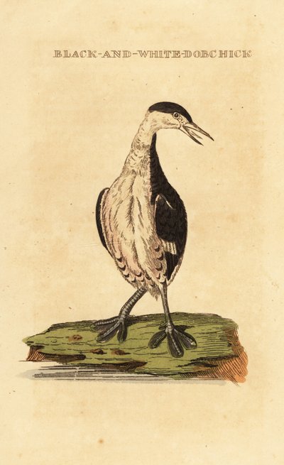 Kuifduiker, jong, Podiceps auritus door George (after) Edwards