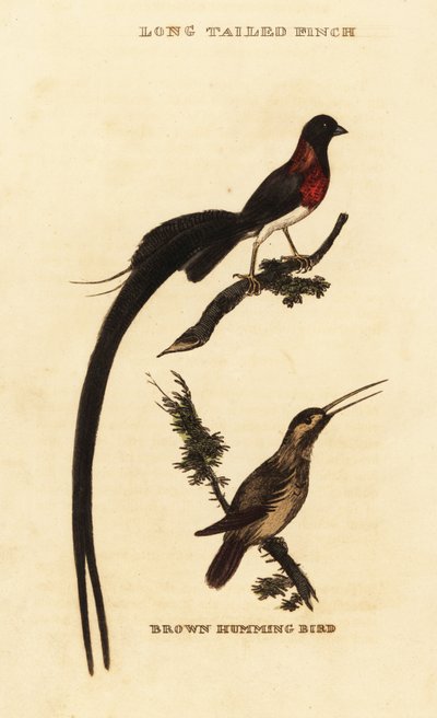 Langstaartparadijswida, Vidua paradisaea en roestkolibrie, Selasphorus rufus door George (after) Edwards