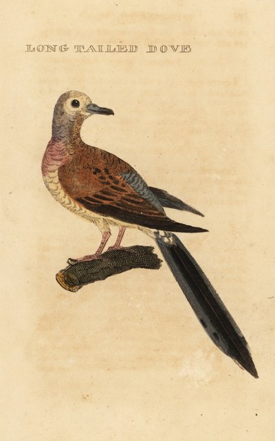 Treurduif, Zenaida macroura door George (after) Edwards