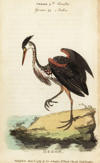 Noord-Amerikaanse asgrijze reiger, Ardea fusca door George (after) Edwards