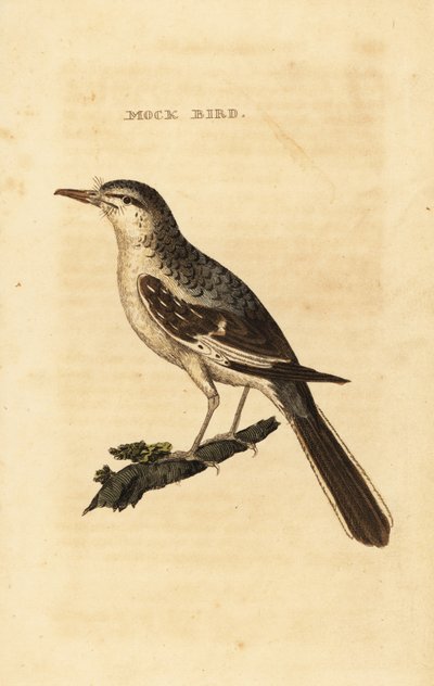 Spotlijster, Mimus polyglottos door George (after) Edwards