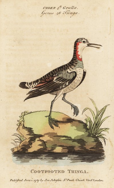 Roodnek phalarope, Phalaropus lobatus door George (after) Edwards