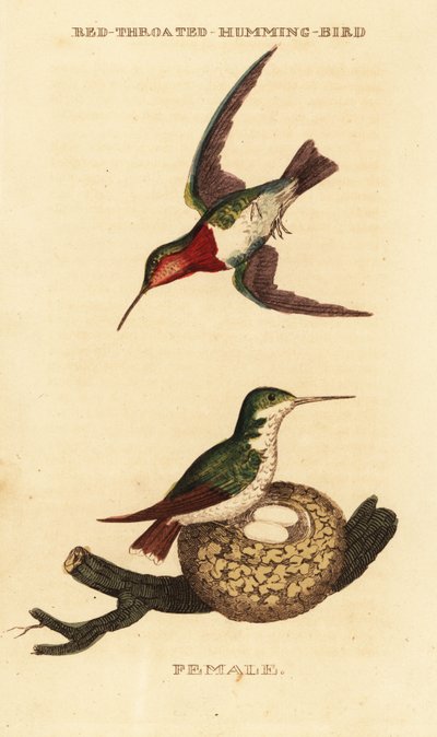 Robijnkeelkolibrie, Archilochus colubris door George (after) Edwards
