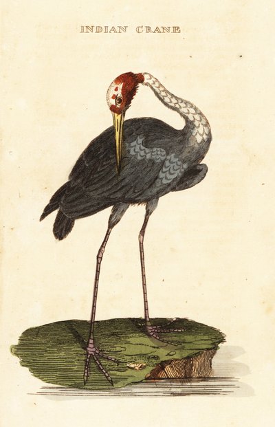 Sarus kraanvogel, Antigone antigone door George (after) Edwards