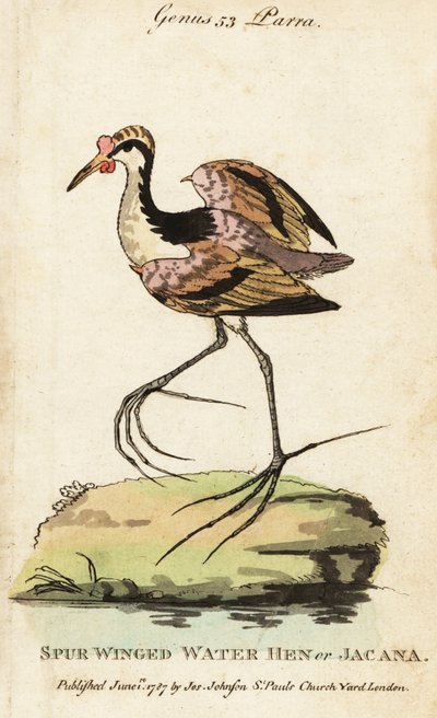 Leljacana, Jacana jacana door George (after) Edwards
