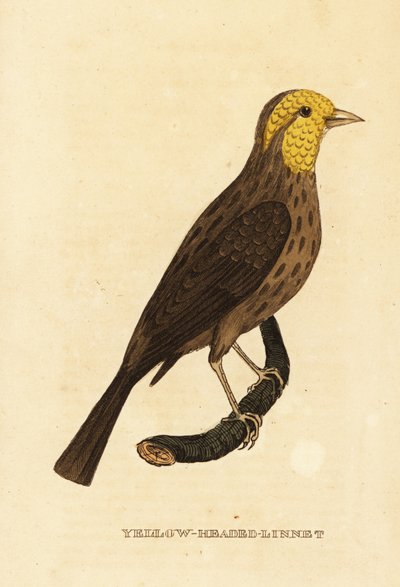 Geelgors, Pheucticus chrysopeplus door George (after) Edwards