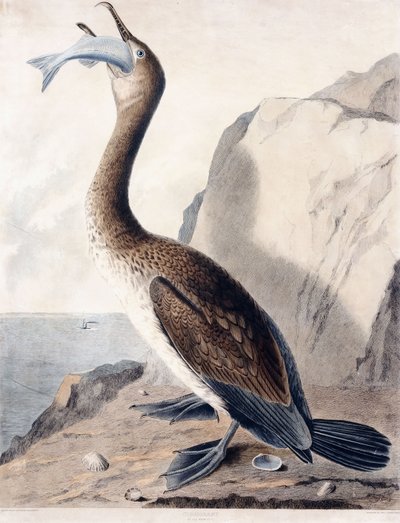 Aalscholver (van het eerste jaar), c.1841 door George (after) Shield