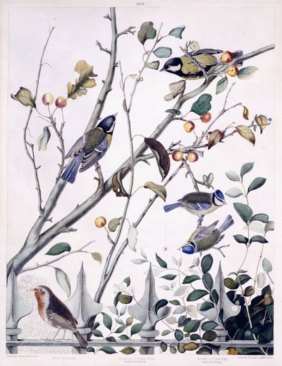 Roodborstje, koolmees (mannetje en vrouwtje) en pimpelmees (mannetje en vrouwtje), c.1841 door George (after) Shield
