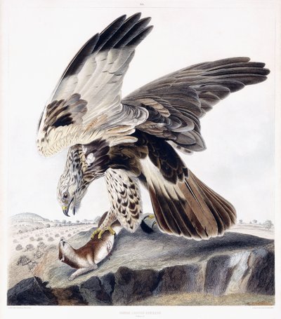 Ruigpootbuizerd (vrouwelijk), c.1841 door George (after) Shield