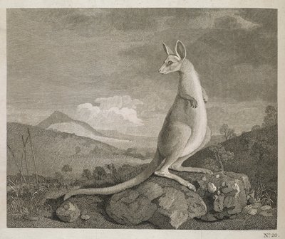 Een dier gevonden aan de kust van Nieuw-Holland genaamd Kangoeroe door George (after) Stubbs