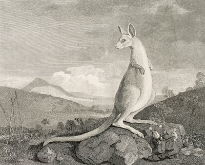 Een dier gevonden aan de kust van Nieuw-Holland, genaamd Kanguroo, c.1773 (gravure, ets) door George (after) Stubbs