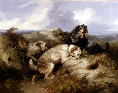 Een Dandy Dinmont en twee Cairns op konijnenjacht door George Armfield