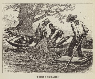 Terrapins vangen door George Augustus Sala