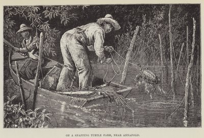 Op een bijtschildpaddenboerderij, nabij Annapolis door George Augustus Sala