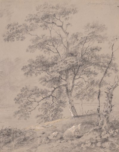 Boomstudie door George Barret