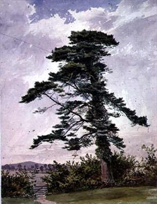 Landschap, met een grove den door George Bedford