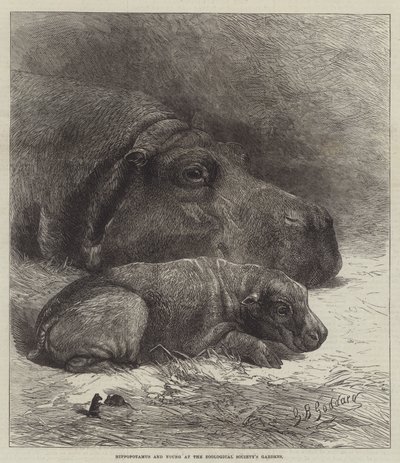 Nijlpaard en Jong in de Tuinen van de Zoological Society door George Bouverie Goddard