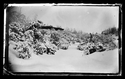 Rozenprieel van beneden, Prospect Park, Brooklyn, ca. 1872-87 door George Bradford Brainerd