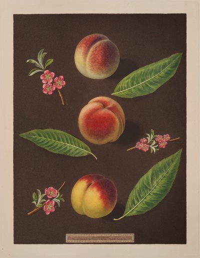Kanselier, Catherine en de Oude Newington perziken door George Brookshaw