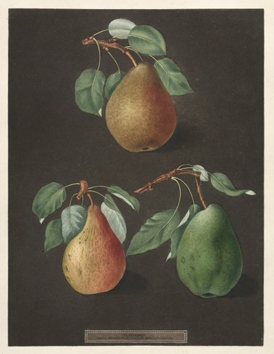 Pomona Britannica: Nr. 82 - Peren, 1807 door George Brookshaw