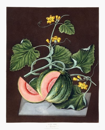 Pompoen, 1812 door George Brookshaw