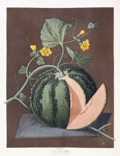 Zilveren rotsmeloen, 1812 door George Brookshaw