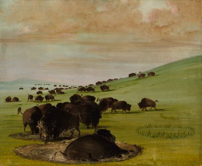 Buffelstieren in een modderpoel, 1837-1839 door George Catlin
