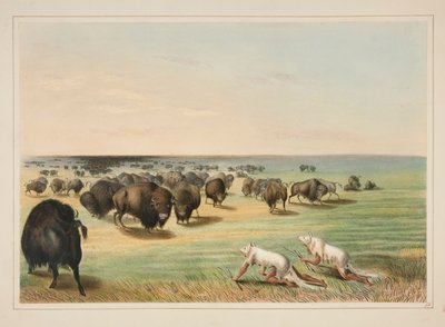 Buffeljacht, Onder de Witte Wolf Huid, pl. 13 uit de North American Indian Portfolio door George Catlin