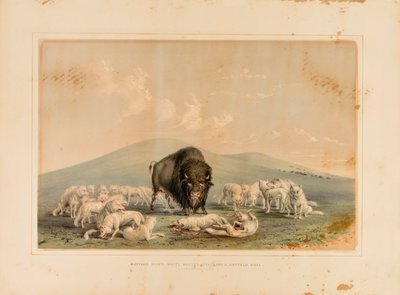 Buffeljacht, witte wolven vallen een buffelstier aan - nr. 10 door George Catlin