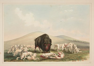 Buffeljacht, witte wolven vallen een buffelstier aan, pl. 10 uit de North American Indian Portfolio door George Catlin