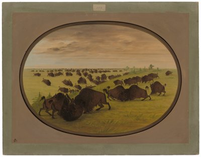 Vechtende stieren door George Catlin