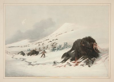 Stervende Buffelstier, in Sneeuwdrift, pl. 17 uit de North American Indian Portfolio door George Catlin