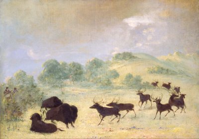 Elanden en buffels maken kennis, Texas door George Catlin