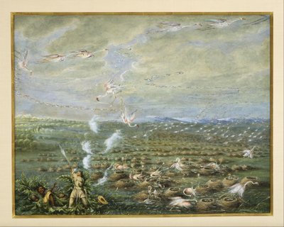 Jacht op flamingo