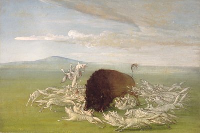 Witte wolven vallen een buffelstier aan door George Catlin